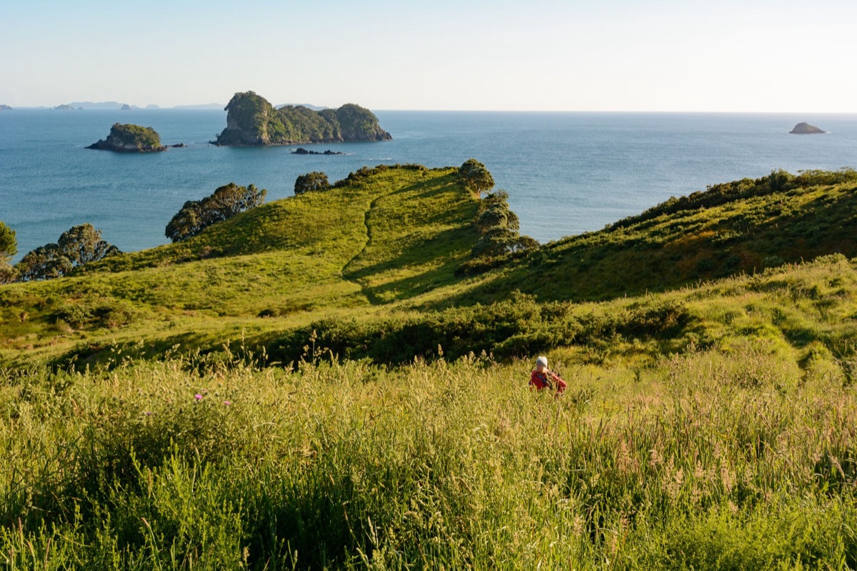 New Zealand northern island scenic view