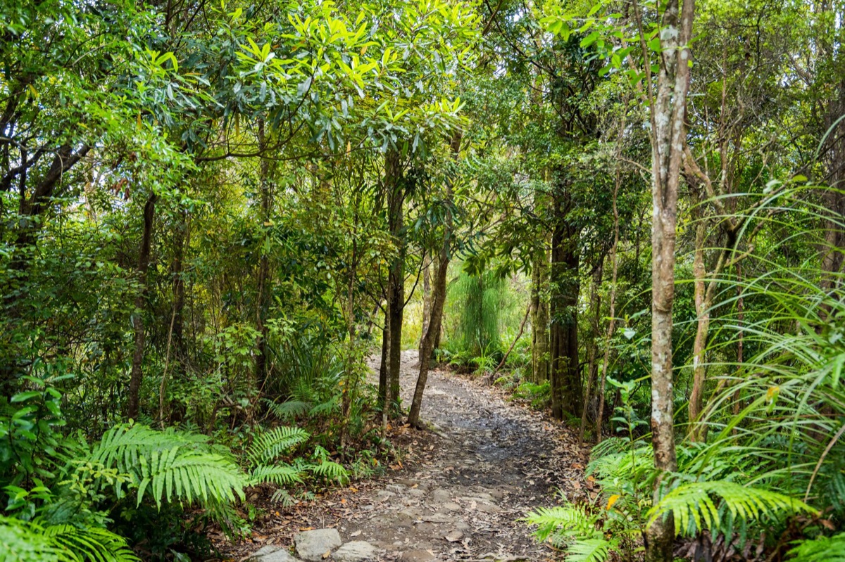 trilha de caminhada na ilha norte da nova zealand