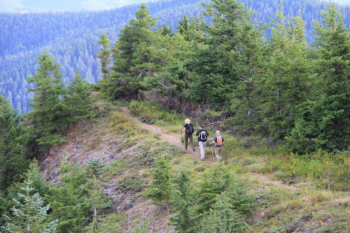 Une route de campement en Île du Nord de la Nouvelle-Zélande, avec des sentiers et des points d'arrêt pour le camping.