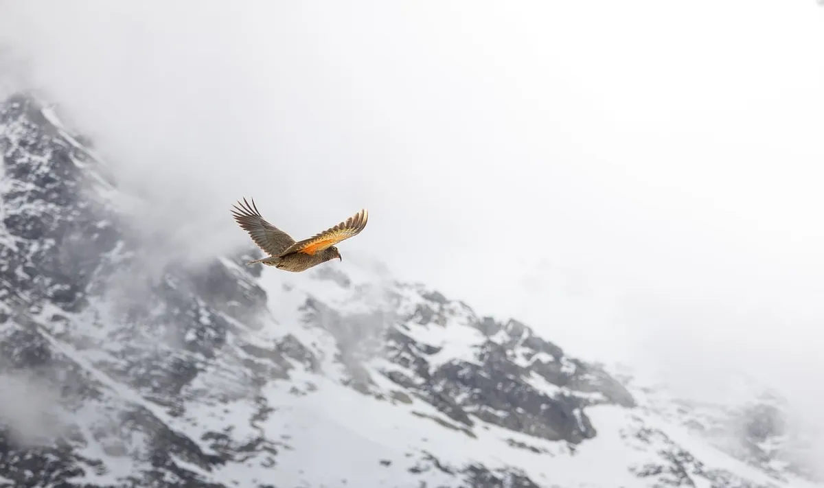 bird, mountain, kea, mountain landscape, snow, flying, sky, gray, wilderness, natural scenery, winter, new zealand, high altitude, wildlife, cold, panorama, nat